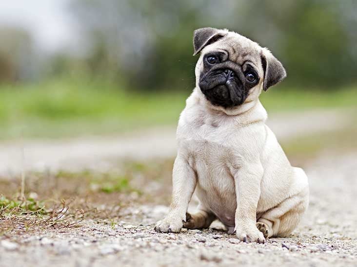 12 Common Dog Breeds and Their Health Issues