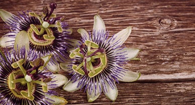 The Calming Effects Of Passionflower