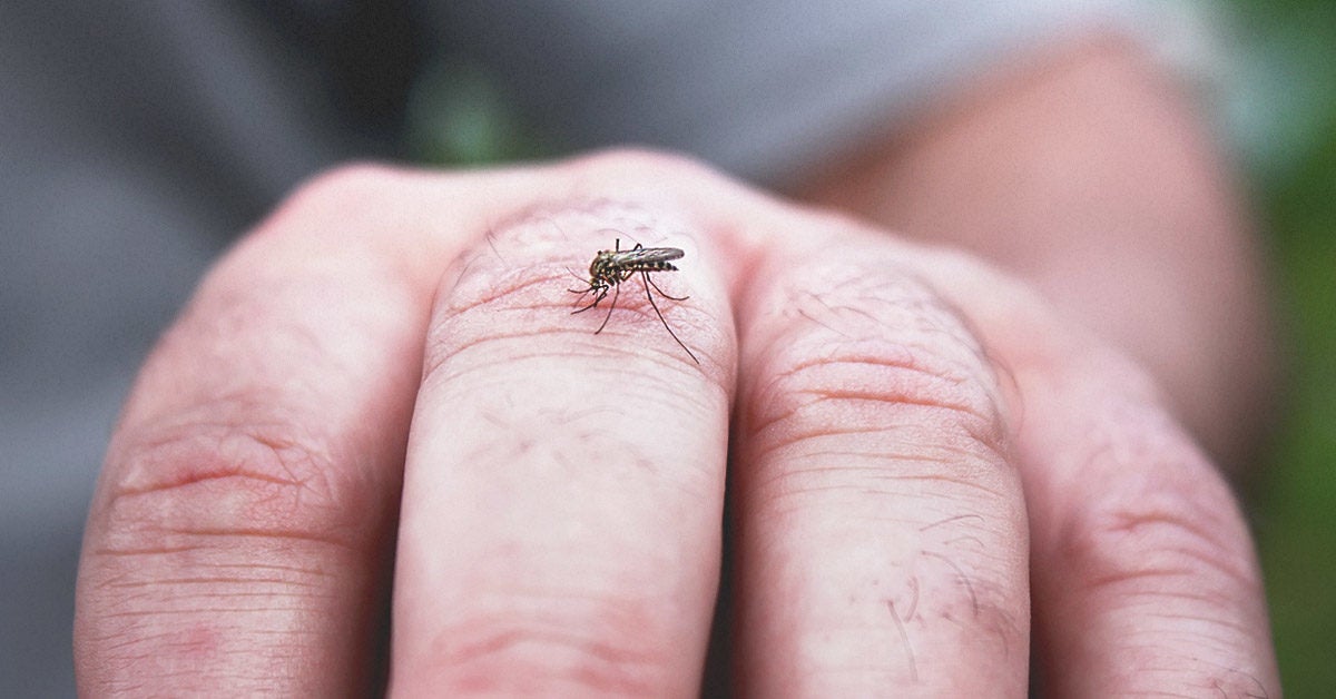 how to identify a dengue mosquito bite