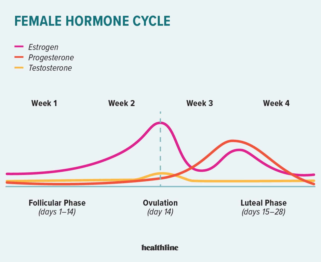 Menstrual hormones cycle during Hormone Imbalance,