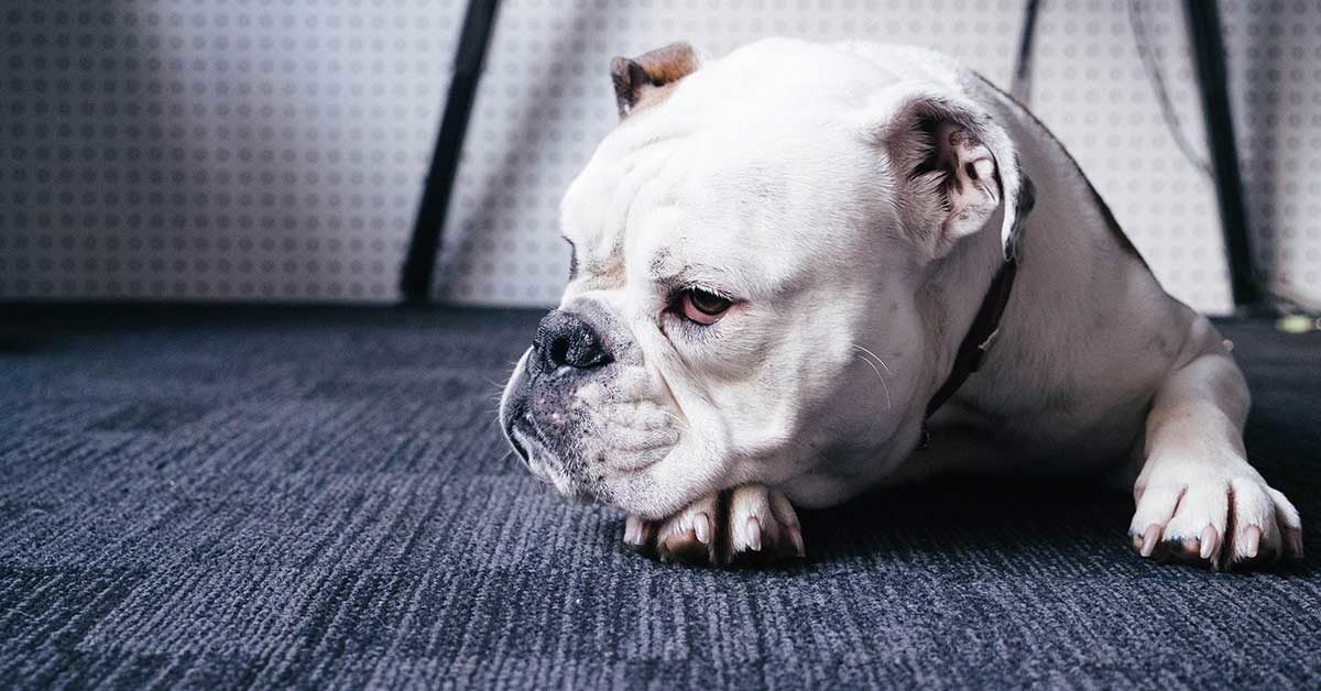 When Does Keeping Your Sick Pet Alive Become 'Too Much'?