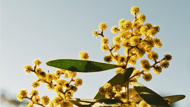 7 Uses for Acacia