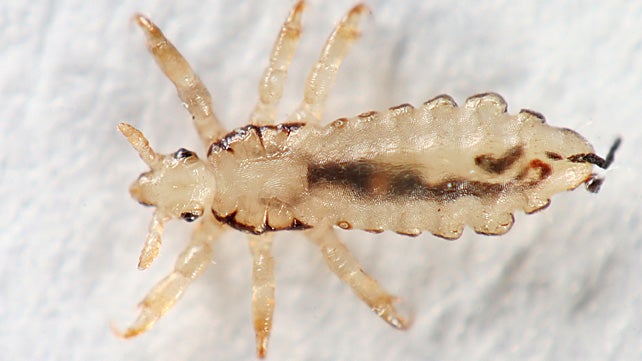 Head Lice Pictures: What Do Lice Look Like?