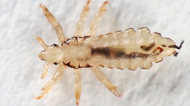 lice close up