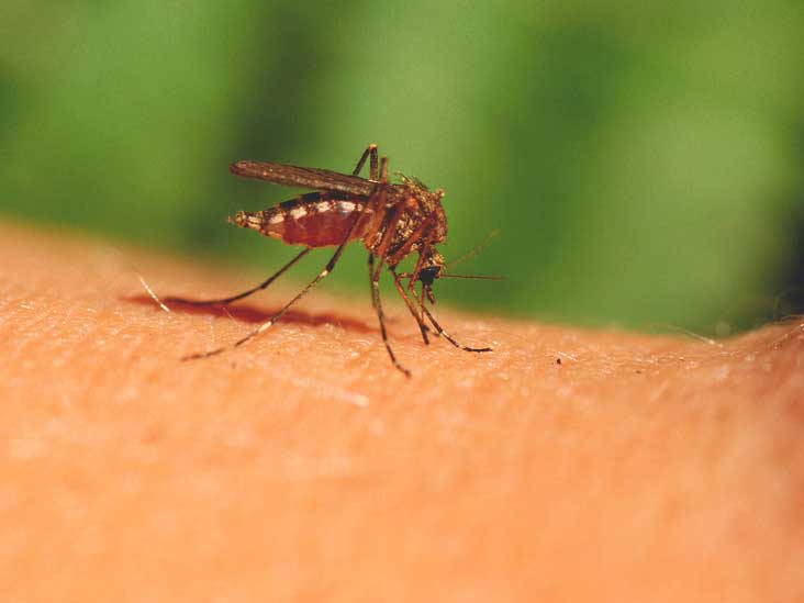 mosquito bite itch relief
