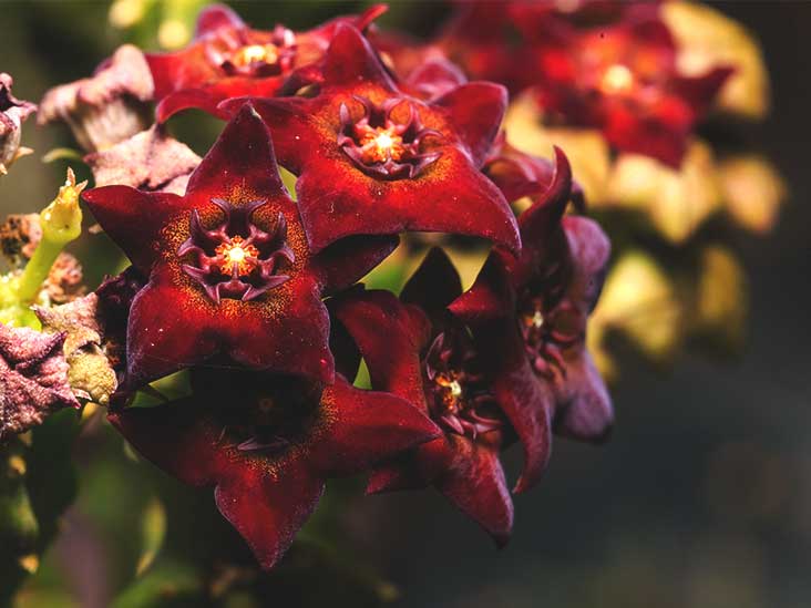 Caralluma Fimbriata Uses, Side Effects, and More