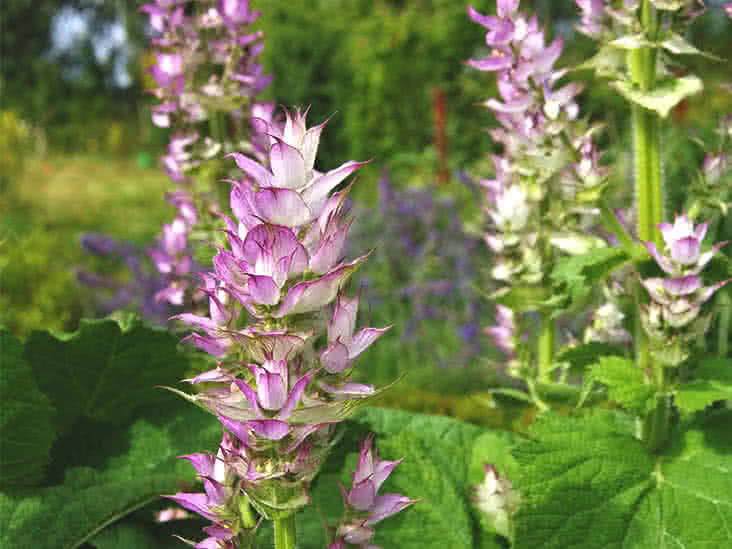 Communisme hond Pittig Clary Sage: Benefits and Uses of This Essential Oil