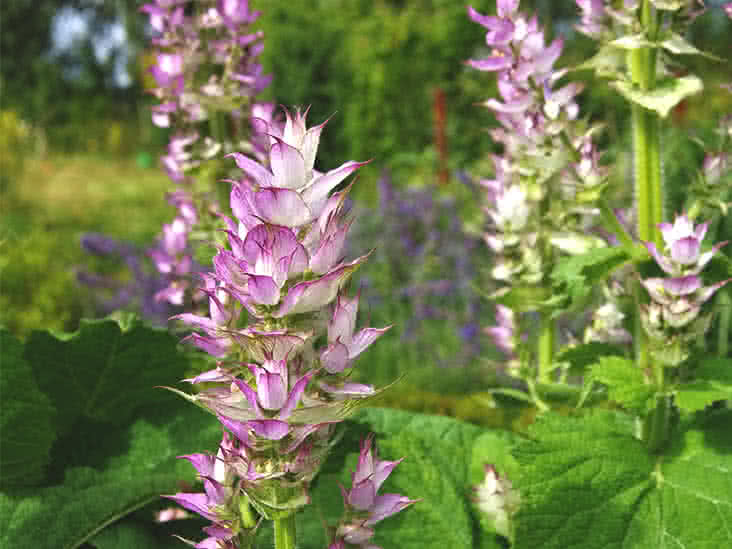 Clary Sage Benefits And Uses Of This Essential Oil