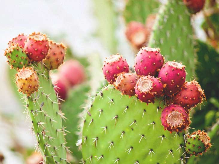 Nopal Cactus Benefits, Uses, and More