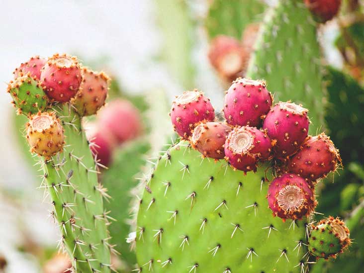 Nopal Cactus Benefits Uses And More