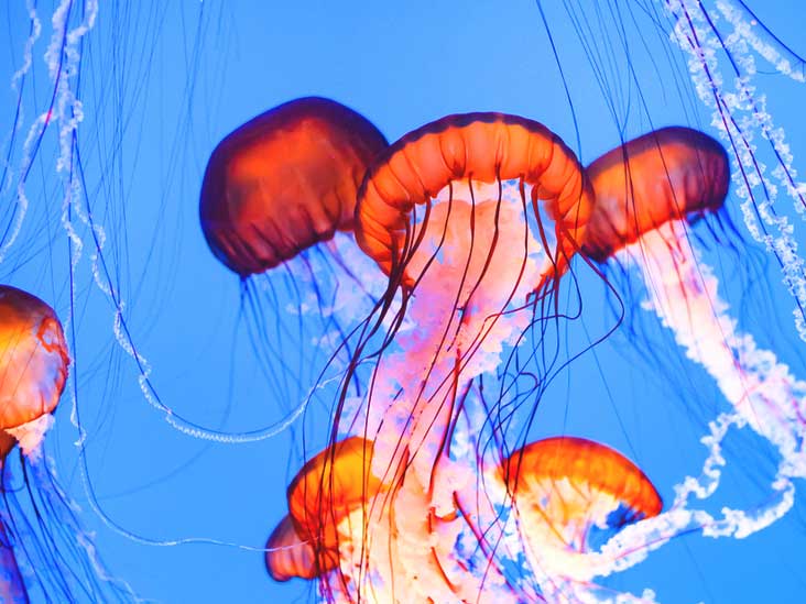 Jellyfish Sting: Symptoms, Treatments, and More