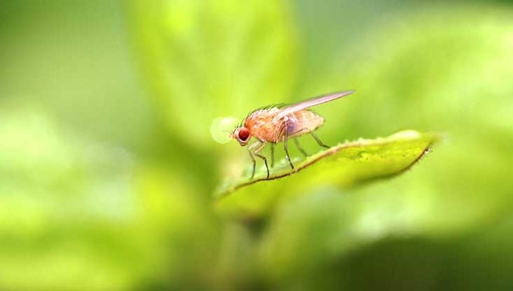 How To Get Rid Of Houseflies At Home Naturally And Safely,Canned Tomatoes For Chili