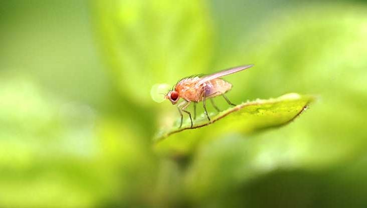 How to Get Rid of Fruit Flies: 7 Tips