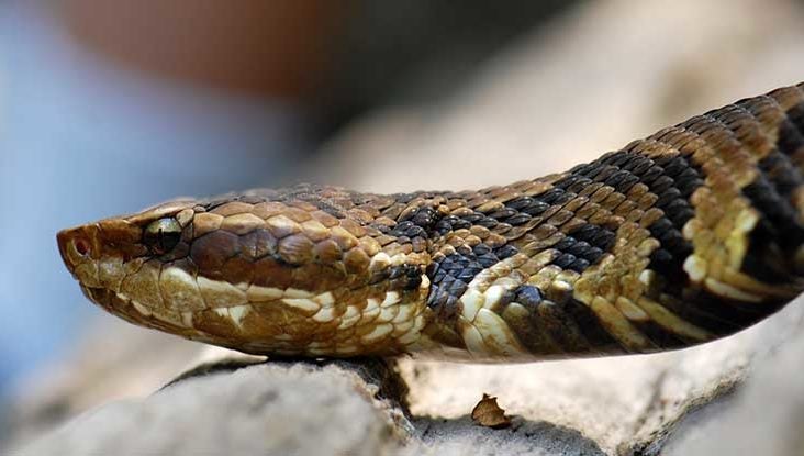 Snake Bites: Types, Symptoms, and Treatments