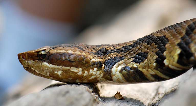 human body found in snake