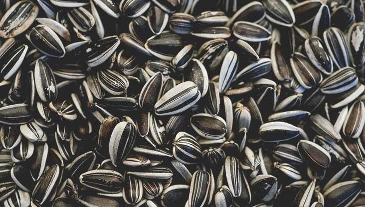 Calories in Sunflower Seeds: Are They Healthy?