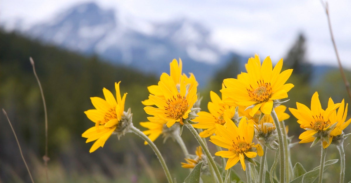 Arnica: Uses, Research, Administration, and More