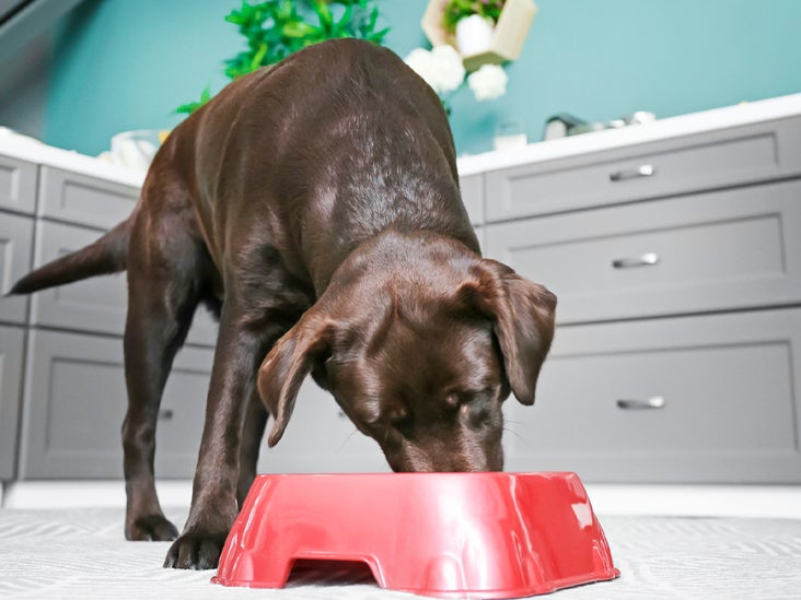 Is Coconut Oil Good or Bad for Dogs? The Surprising Truth