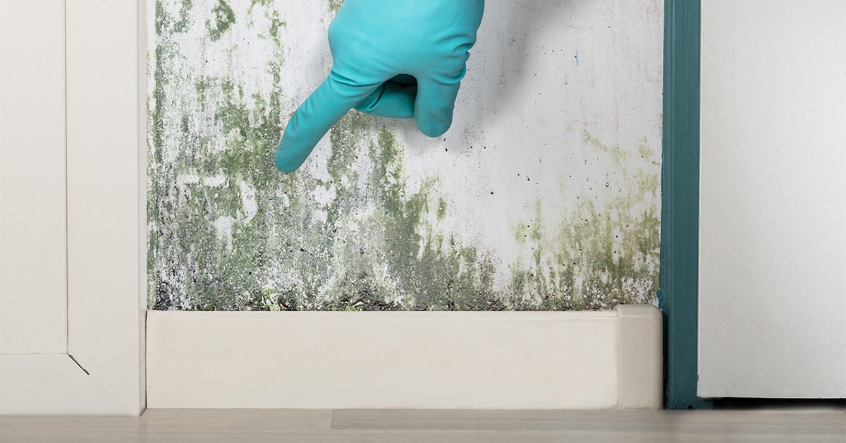 Symptoms Of Mold Exposure In House And More - How To Remove Mold From Drywall In Bathroom