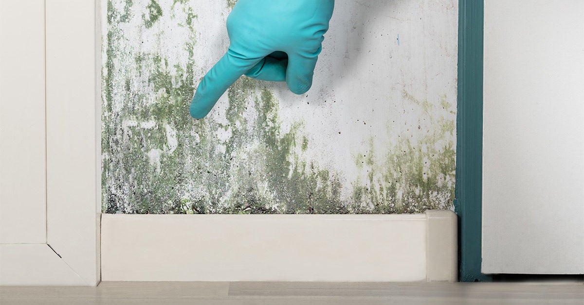 Mold In House Causes Signs Health Issues Prevention More