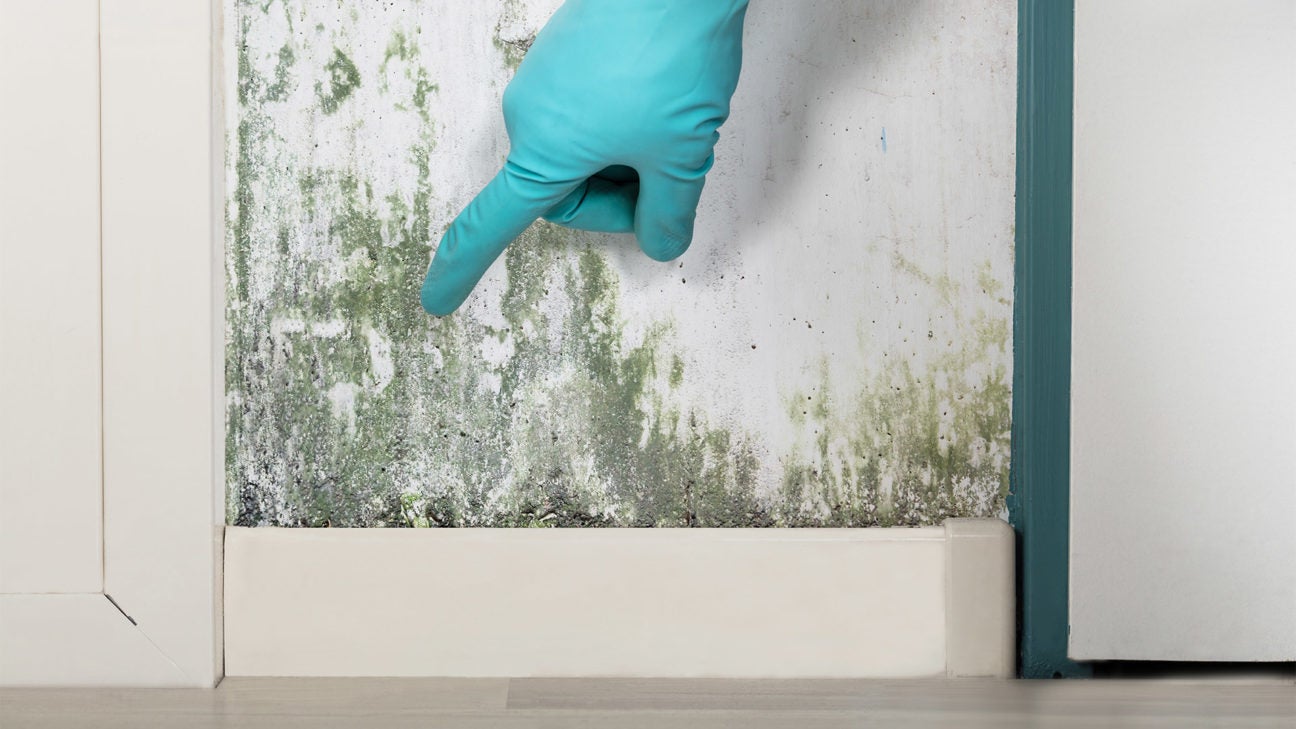 Follow these steps if you've found black mold in your home to keep yourself  safe
