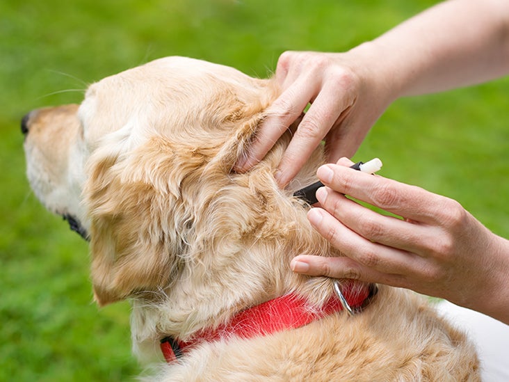 how do you get rid of a tick infestation on a dog