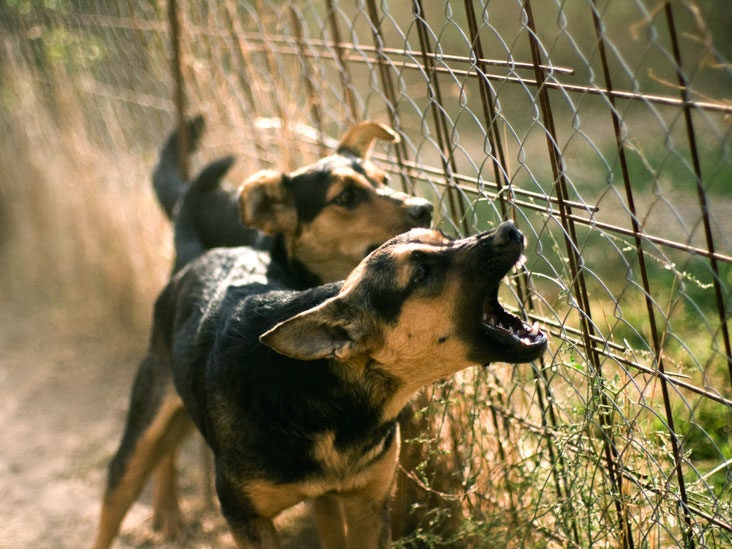 what causes a dog to bite someone