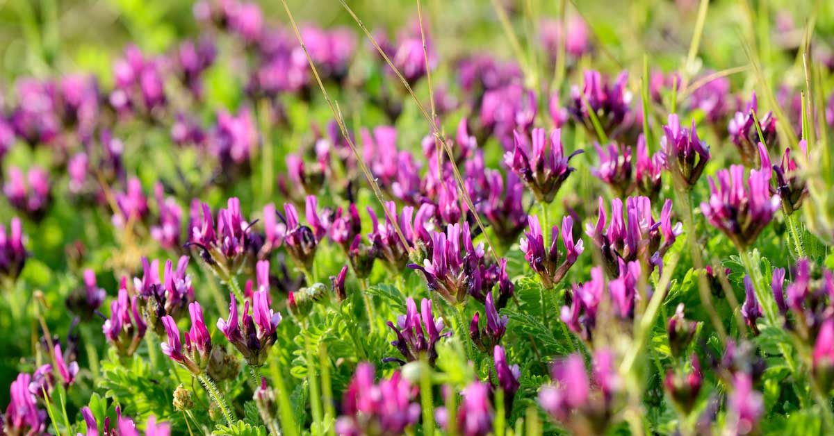 Astragalus (Huáng Qí): Benefits, Side Effects and Dosage