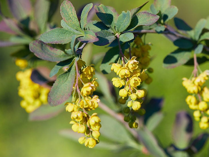 Berberine for PCOS: Benefits, Side Effects, and Dosage