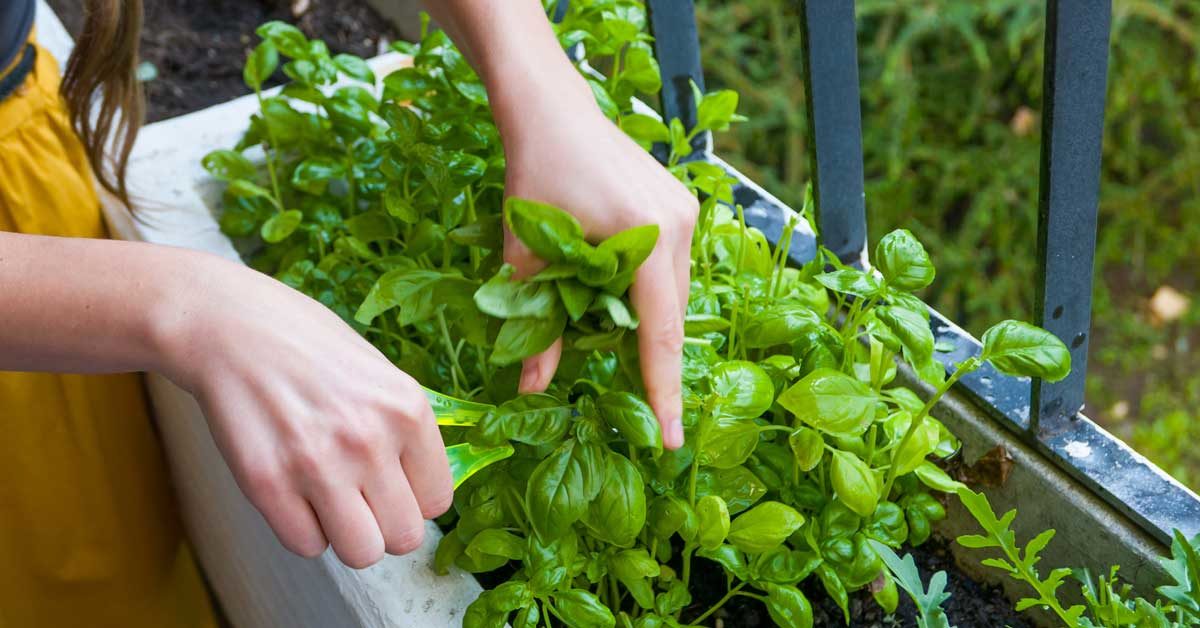 Basil: Nutrition, Health Benefits, Uses and More