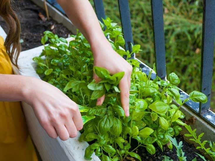 Basil: Nutrition, Health Benefits, Uses and More