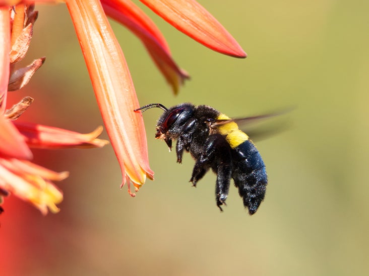 carpenter bee