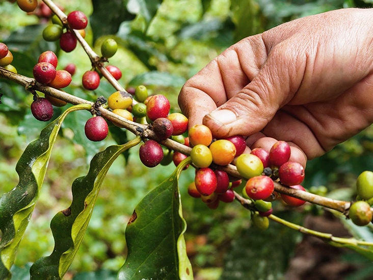 What Is Coffee Fruit? Coffee Berries Explained