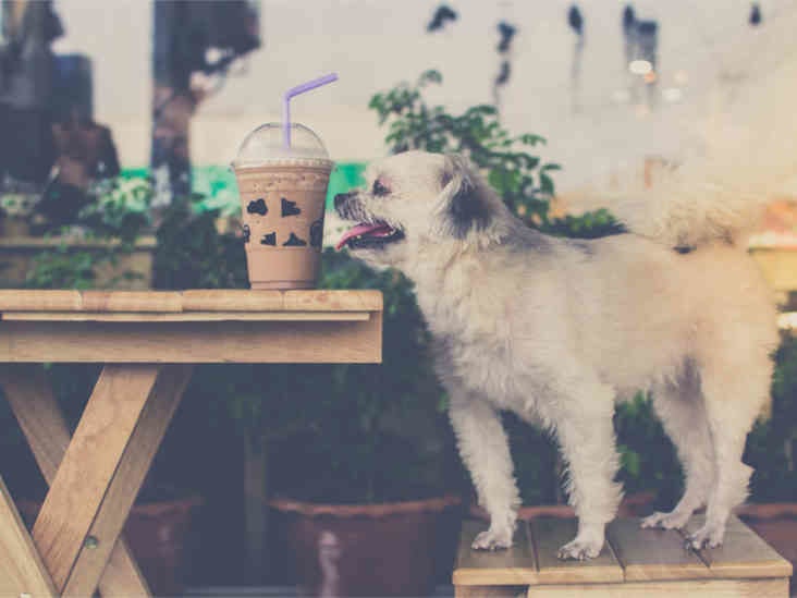 can coffee kill a dog