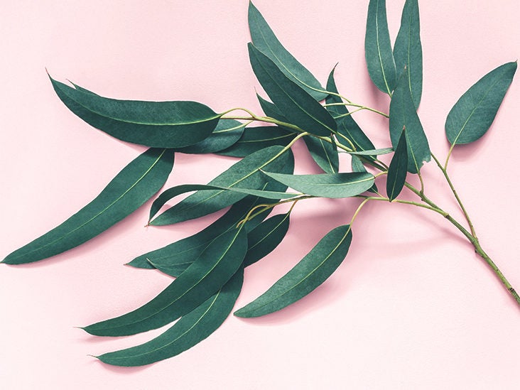 7 Impressive Benefits of Eucalyptus Leaves