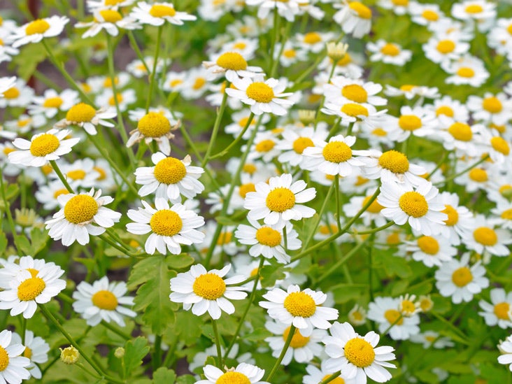 what-is-feverfew-benefits-migraine-impact-and-more