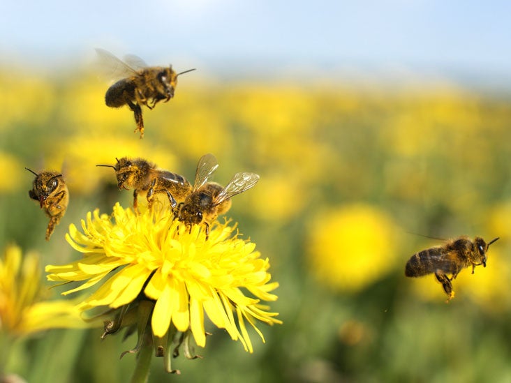 First Aid For Bites And Stings | Healthline