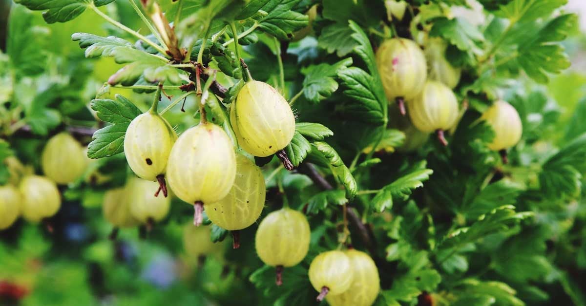 Easy Homemade Tips: How to Eat Gooseberries 2023 - AtOnce