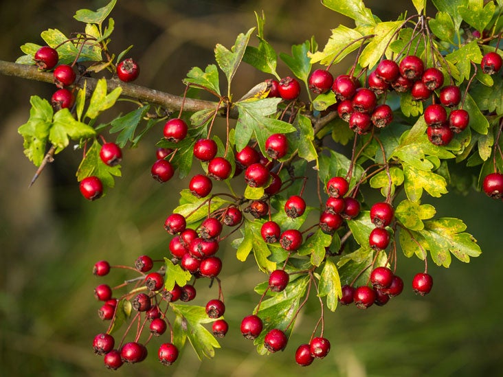 9 Impressive Health Benefits of Hawthorn Berry