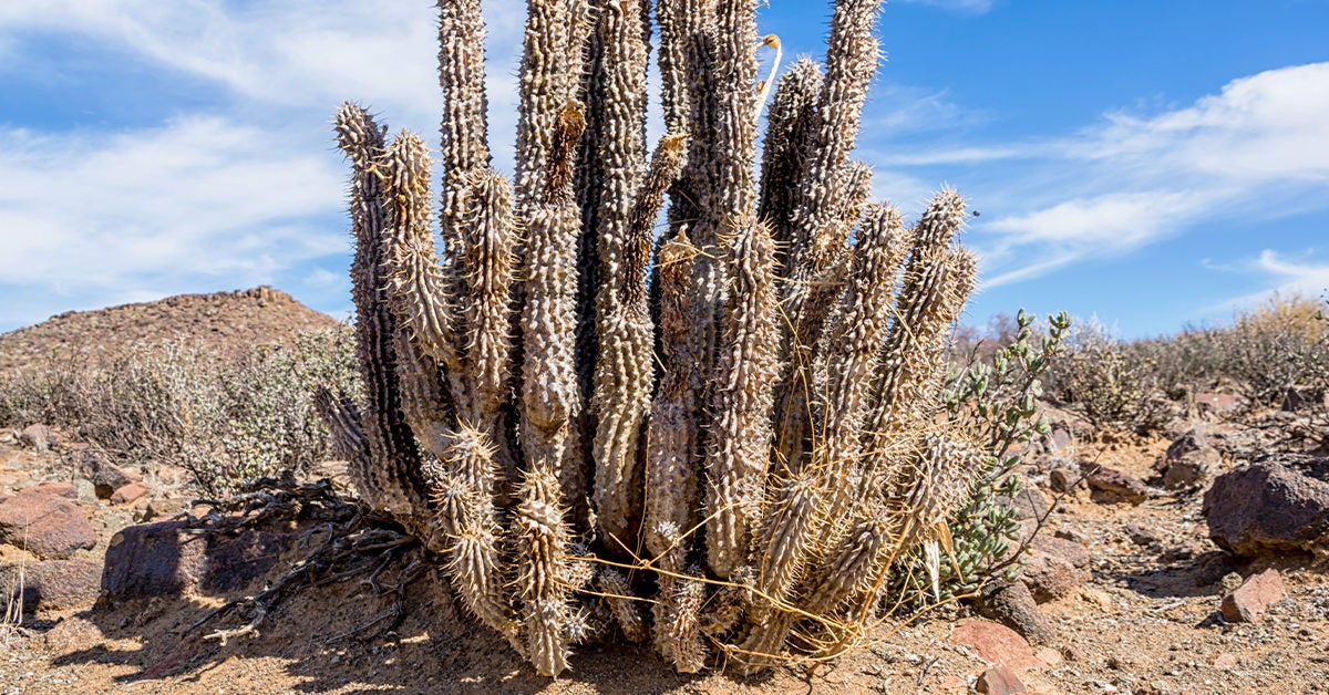 Fogyás kaktusz tabletta, b.z. piacokon