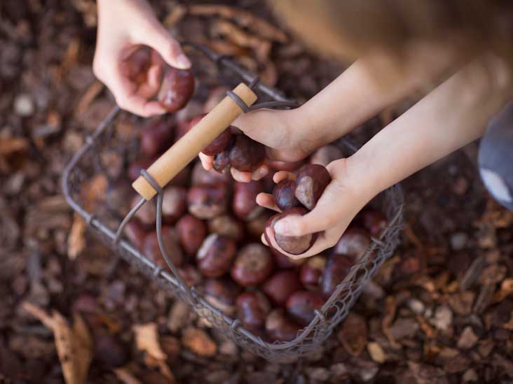 7 Health Benefits of Horse Chestnut Extract