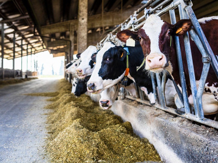 Is Dairy Bad For You Or Good The Milky Cheesy Truth