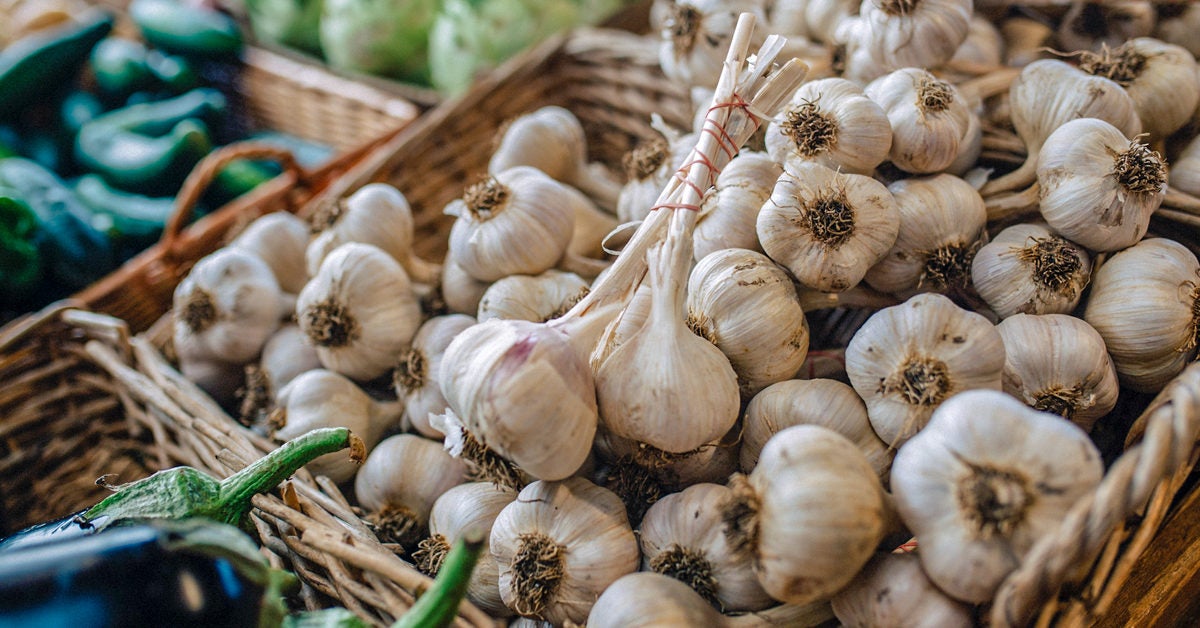 Featured image of post Steps to Make Is Garlic A Hybrid Vegetable