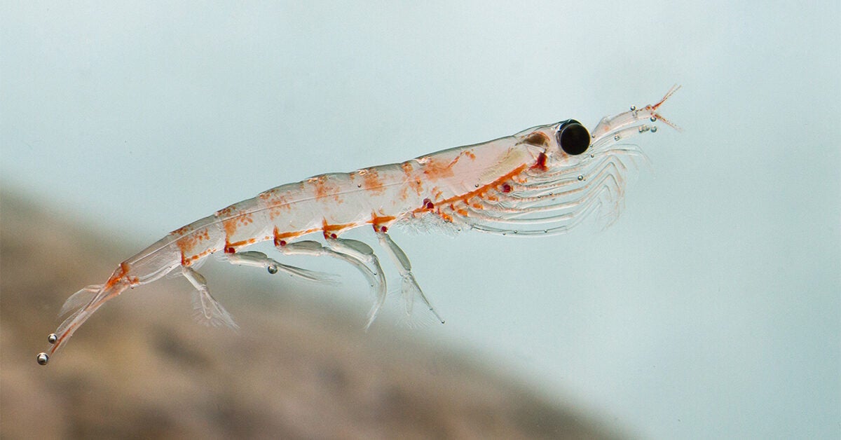 Krill Oil: Benefits, When to and