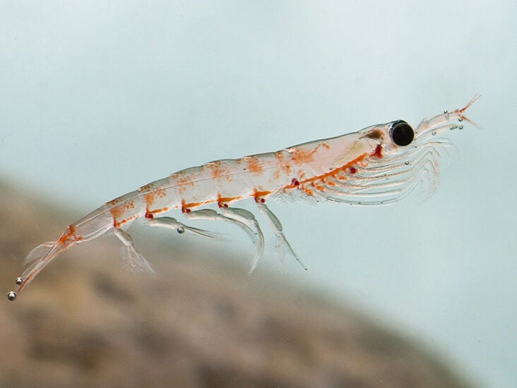 Krill Oil: Benefits, When to Take, and More