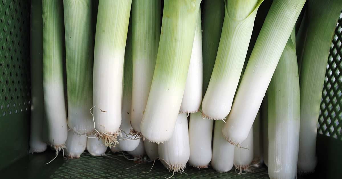 what-are-leeks-and-wild-ramps-10-impressive-benefits