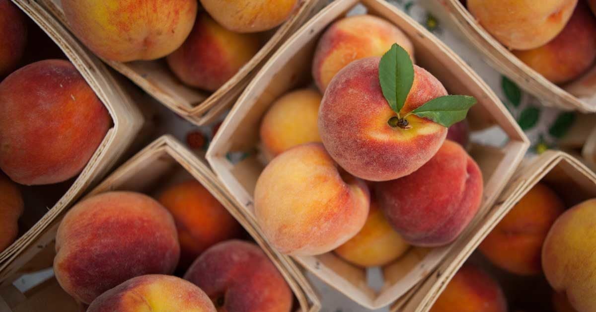 Types Of Peaches Shop Prices, Save 42 jlcatj.gob.mx