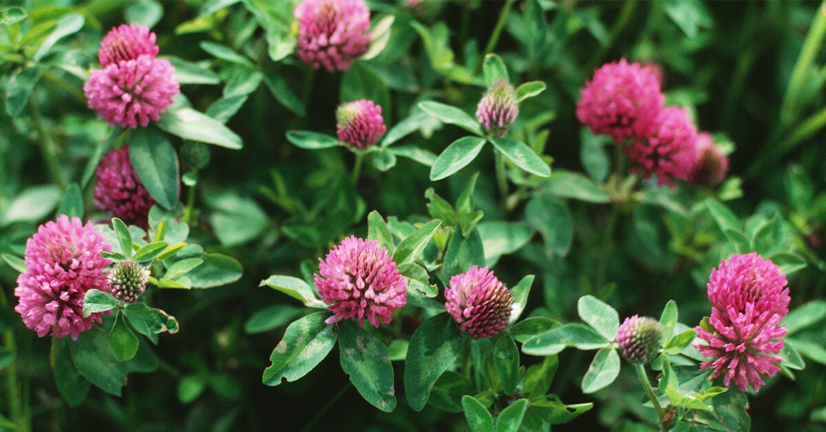 red leaf clover plant