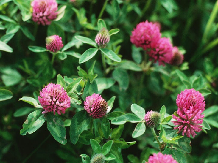 Red Clover: Benefits, Uses, and Side Effects