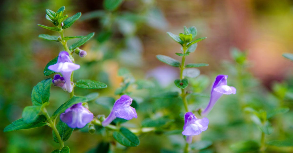 Skullcap: Benefits, Side Effects, and Dosage